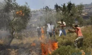 مستعمرون يضرمون النار في أراضي المواطنين شرق رام الله مستعمرون يضرمون النار في أراضي المواطنين شرق رام الله